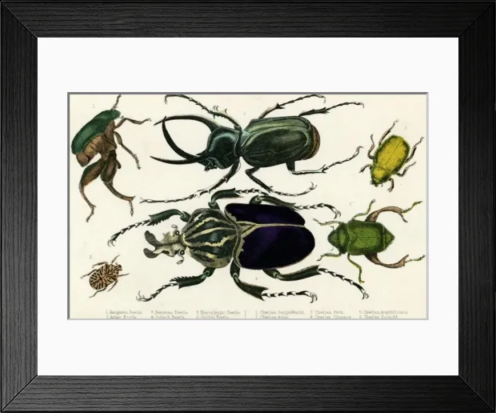 Framed Print : Goliath Beetle Etc Framed Print : Goliath Beetle Etc