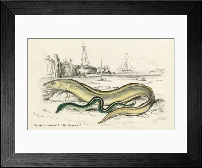 Framed Print : Conger Eel & Sharp Nosed Framed Print : Conger Eel & Sharp Nosed