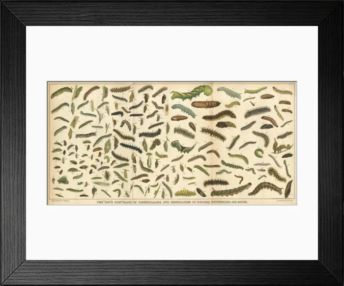Framed Print : Assorted Caterpillars Framed Print : Assorted Caterpillars