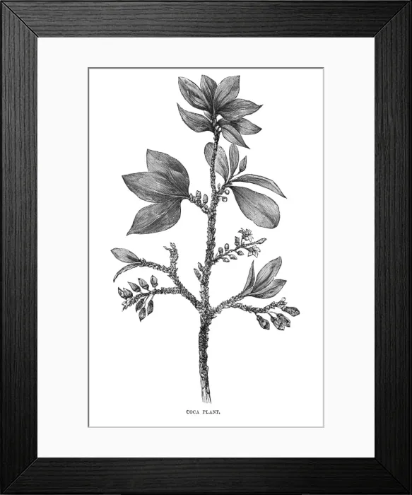 Framed Print : Plants / Erythroxylon Coca Framed Print : Plants / Erythroxylon Coca