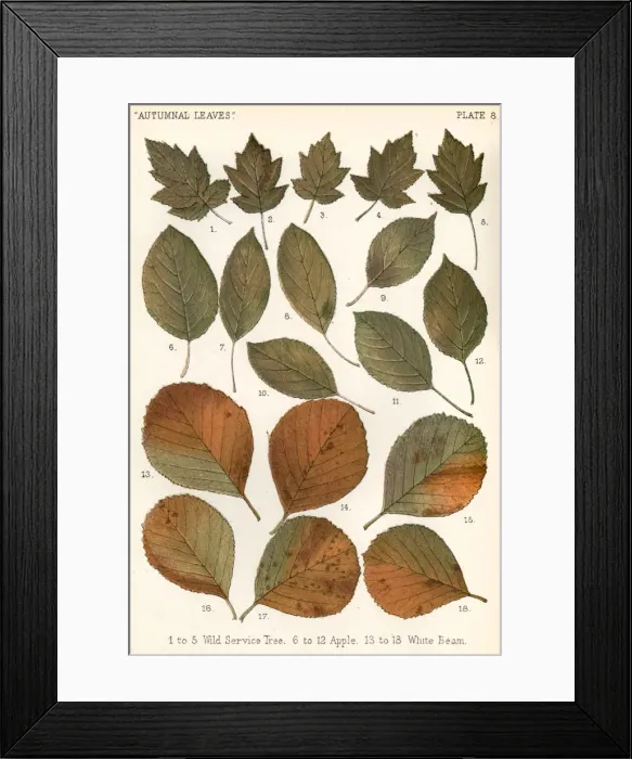 Framed Print : Autumnal Leaves Framed Print : Autumnal Leaves