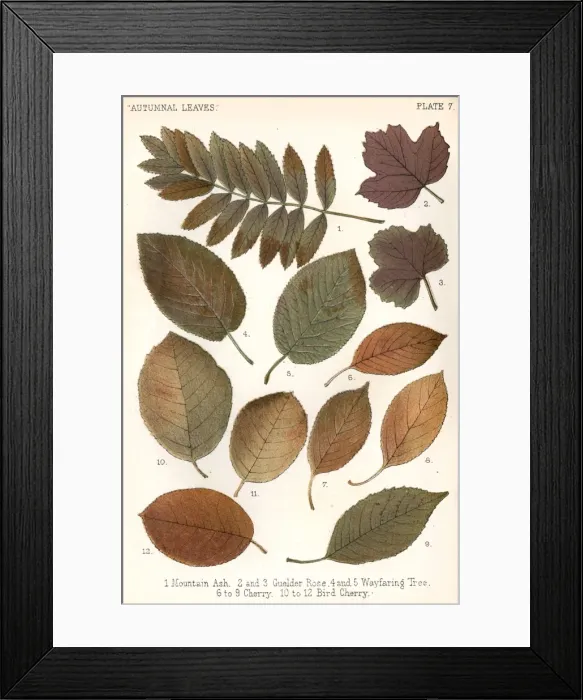 Framed Print : Autumnal Leaves Framed Print : Autumnal Leaves