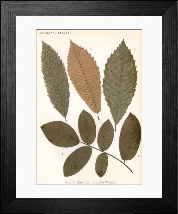 Framed Print : Chestnut, Walnut Leaves Framed Print : Chestnut, Walnut Leaves