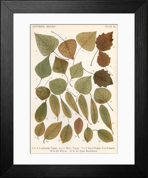 Framed Print : Autumnal Leaves Framed Print : Autumnal Leaves