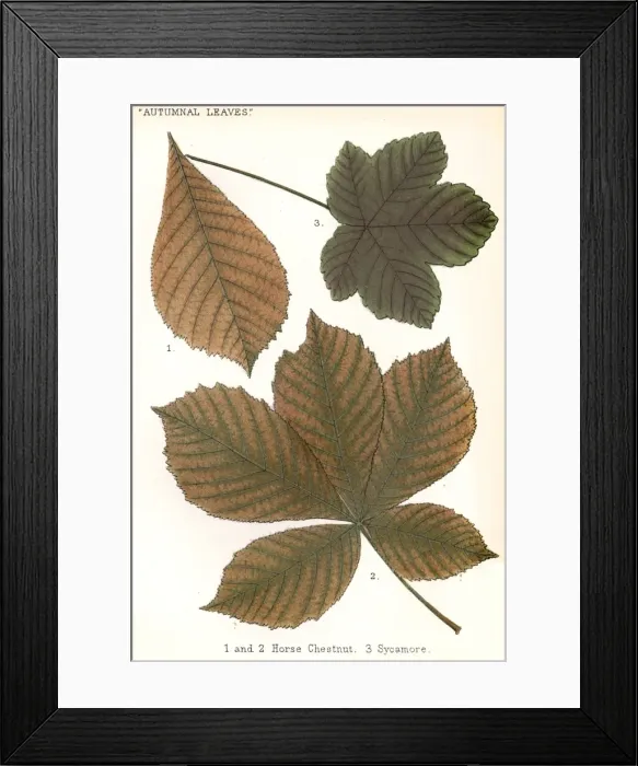 Framed Print : Horse Chestnut, Sycamore Framed Print : Horse Chestnut, Sycamore