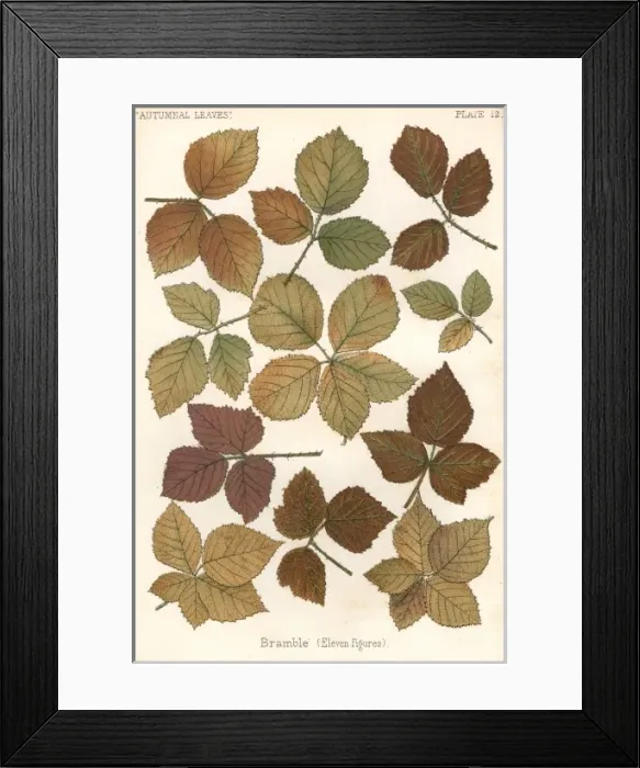 Framed Print : Bramble Leaves Framed Print : Bramble Leaves