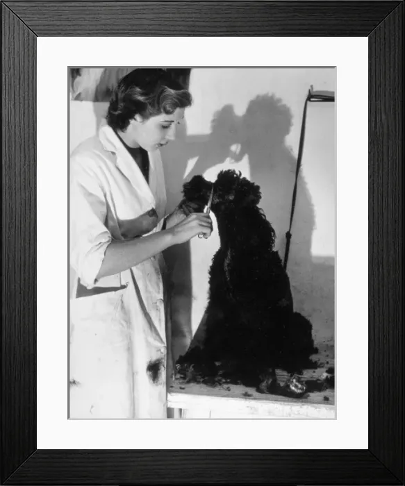 Framed Print : Clipping a Poodle / Black Framed Print : Clipping a Poodle / Black