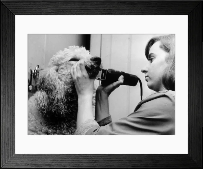 Framed Print : Clipping a Poodle / White Framed Print : Clipping a Poodle / White