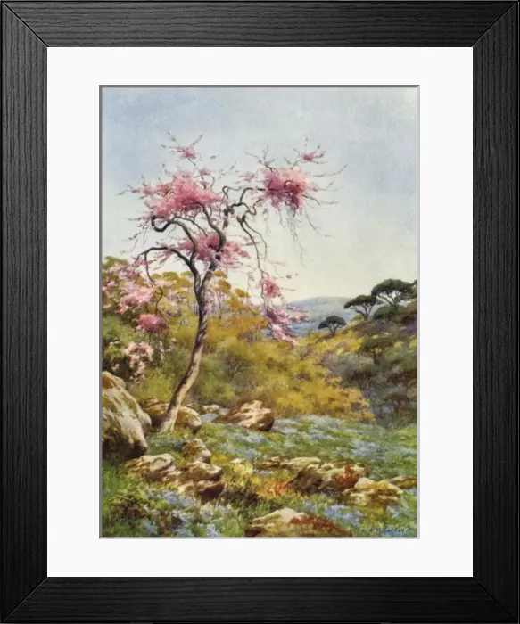 Framed Print : Judas Tree in Flower Framed Print : Judas Tree in Flower