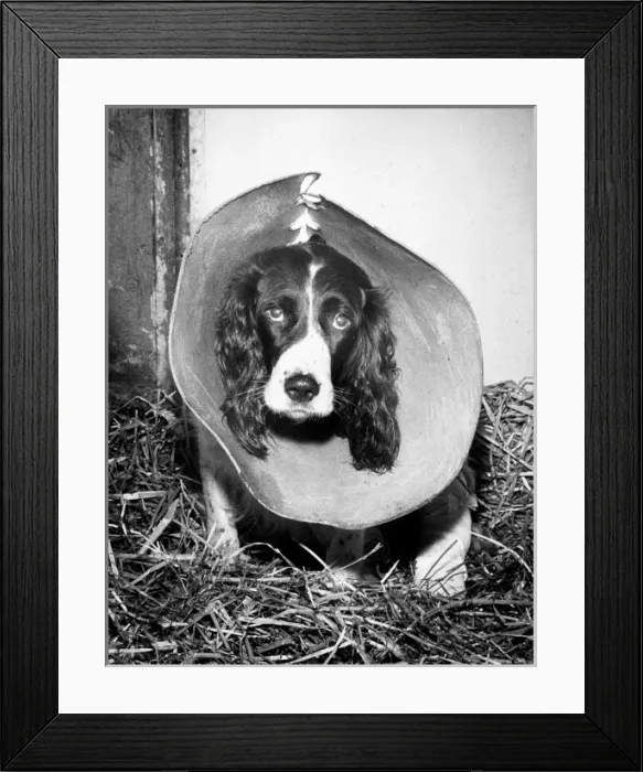 Framed Print : Antiscratch Collar Framed Print : Antiscratch Collar