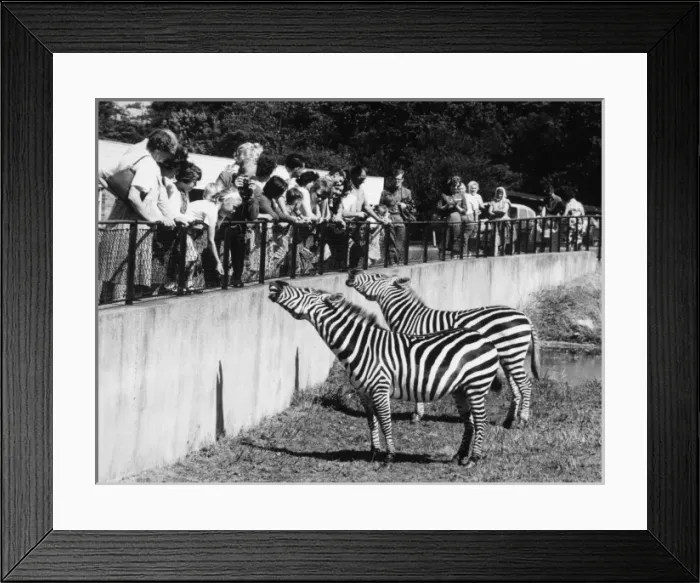 Framed Print : Zebra at Whipsnade Framed Print : Zebra at Whipsnade