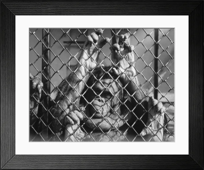 Framed Print : Orang-Outang Looks at US Framed Print : Orang-Outang Looks at US
