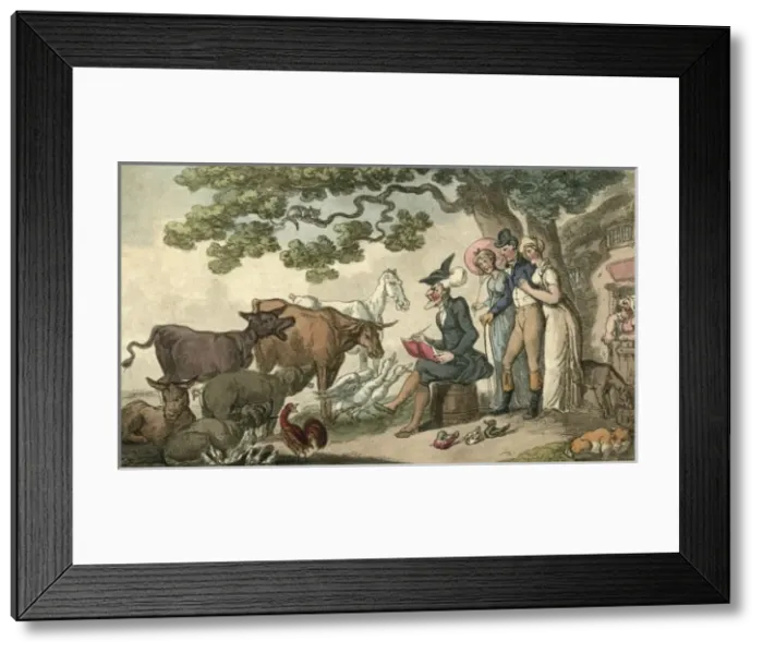 Framed Print : Sketching Cattle Framed Print : Sketching Cattle