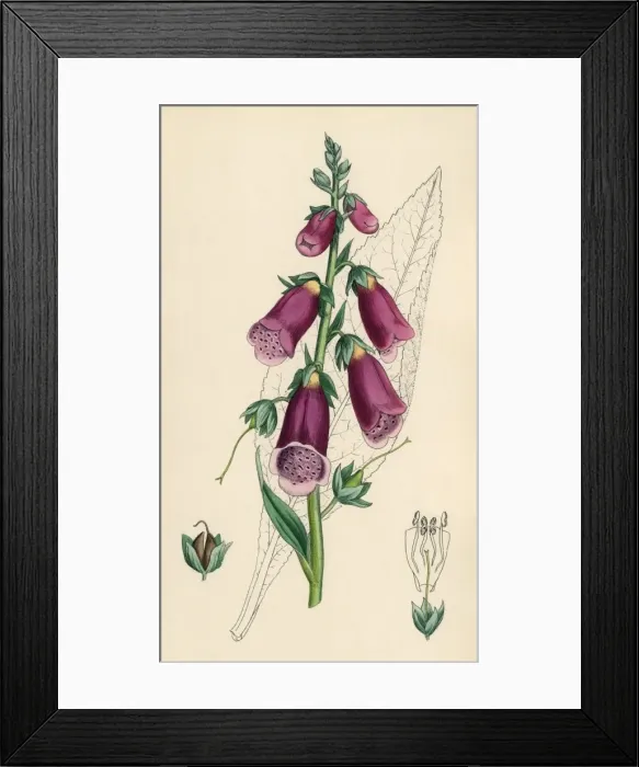 Framed Print : Digitalis Purpurea Framed Print : Digitalis Purpurea
