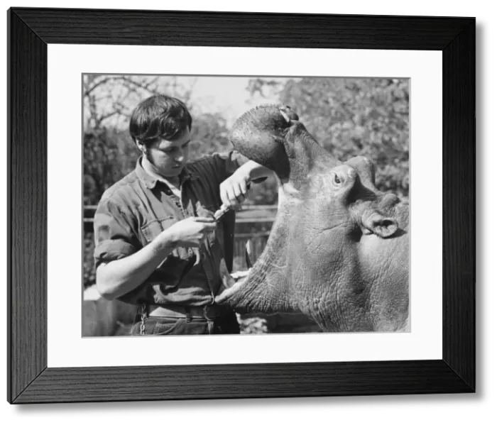 Framed Print : Brushing Hippos Teeth Framed Print : Brushing Hippos Teeth