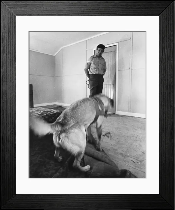 Framed Print : Army Sniffer Dog Framed Print : Army Sniffer Dog