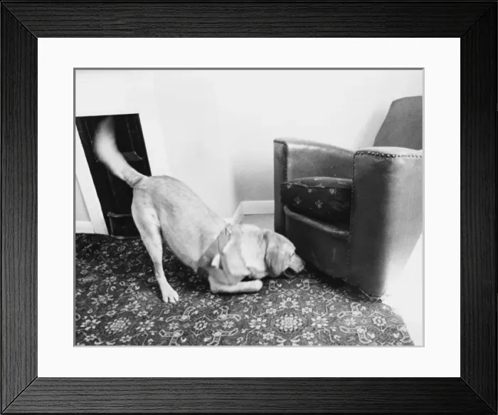 Framed Print : Army Sniffer Dog Framed Print : Army Sniffer Dog