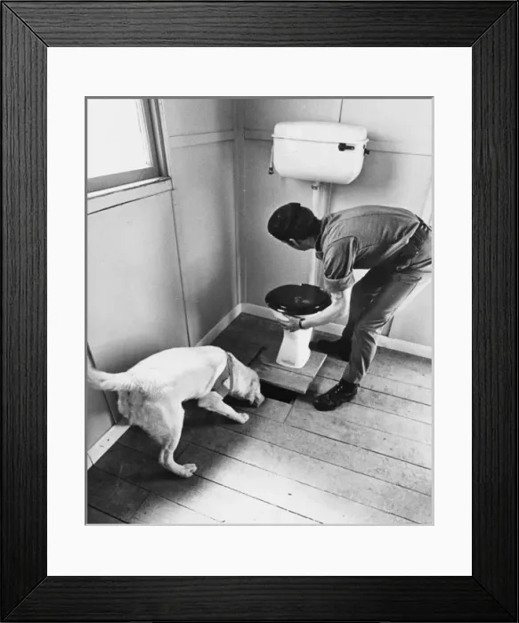 Framed Print : Army Sniffer Dog Framed Print : Army Sniffer Dog