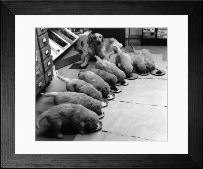 Framed Print : Golden Retriever Puppies Framed Print : Golden Retriever Puppies