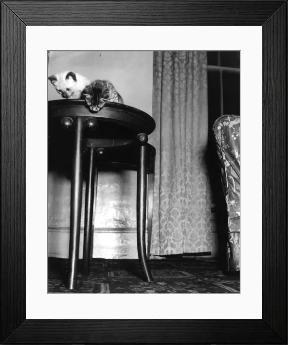 Framed Print : Two Kittens on a Table Framed Print : Two Kittens on a Table