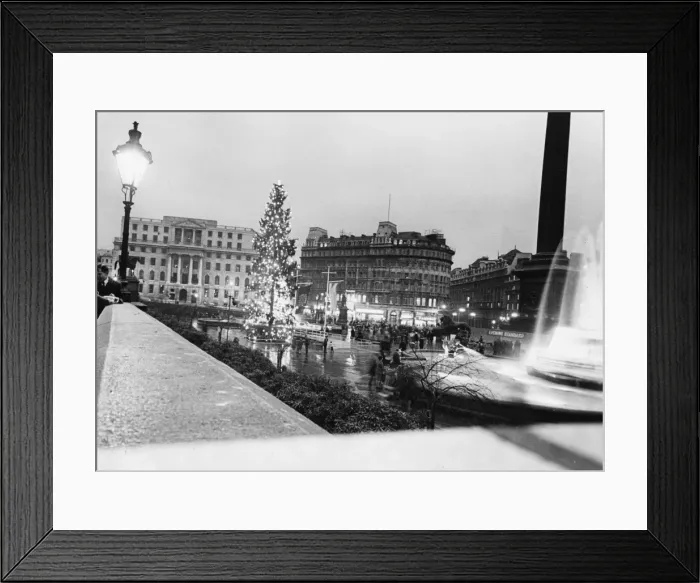 Framed Print : Trafalgar Sq Xmas Tree Framed Print : Trafalgar Sq Xmas Tree