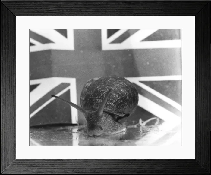 Framed Print : Snail-Racing Framed Print : Snail-Racing