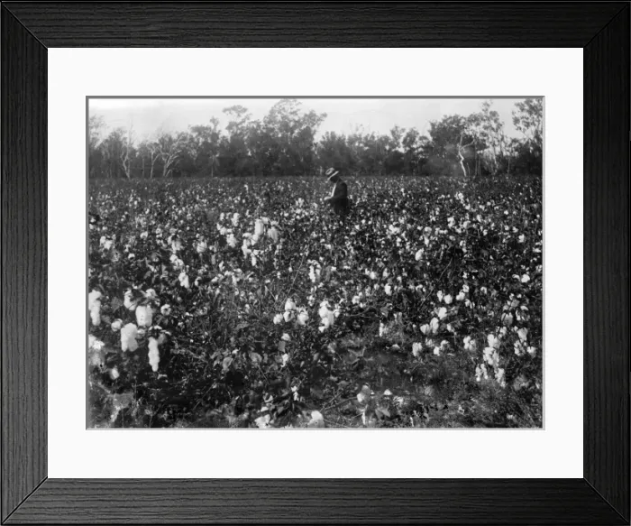 Framed Print : Cotton Fields Framed Print : Cotton Fields