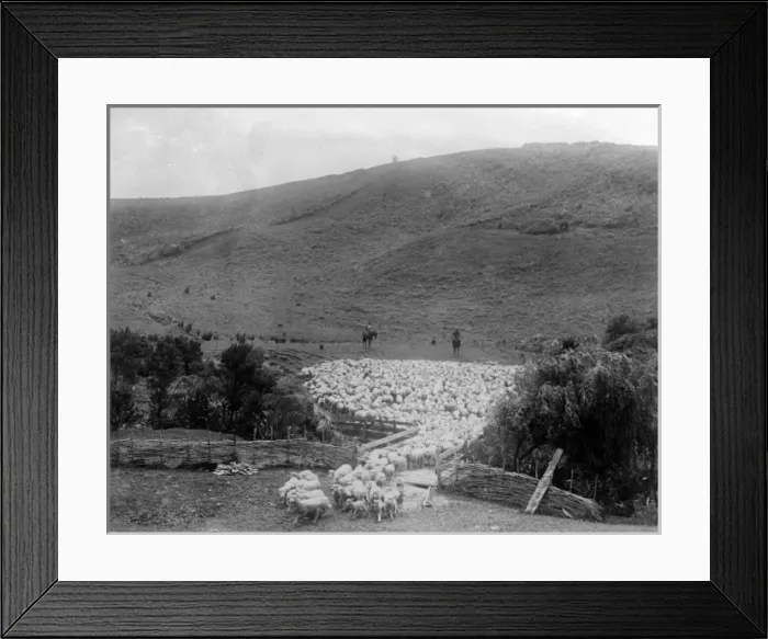 Framed Print : Rounding up Sheep Framed Print : Rounding up Sheep