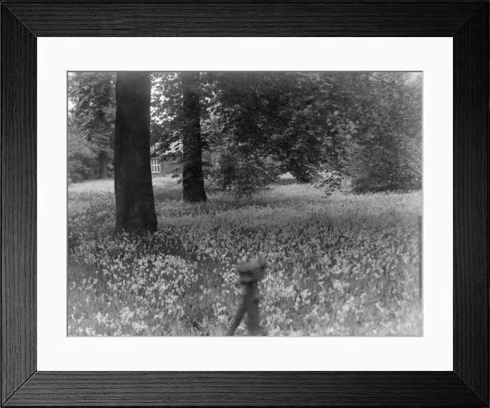 Framed Print : A Bluebell Wood Framed Print : A Bluebell Wood