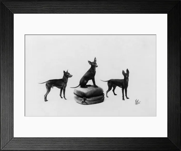 Framed Print : Fall / English Toy Terrier Framed Print : Fall / English Toy Terrier