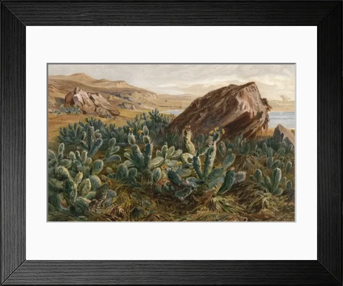 Framed Print : Plants / Cactus / Mexico Framed Print : Plants / Cactus / Mexico