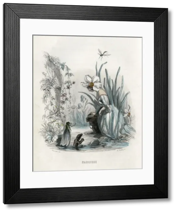 Framed Print : Grandville Narcissus Framed Print : Grandville Narcissus
