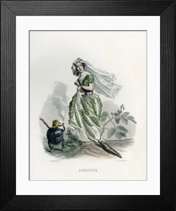 Framed Print : Sensitive Plant Framed Print : Sensitive Plant