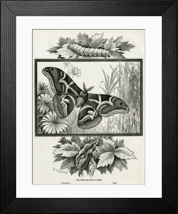 Framed Print : The silkworm moth of India Framed Print : The silkworm moth of India