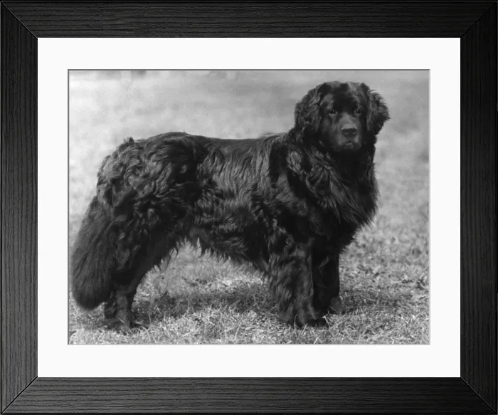 Framed Print : Fall / Newfoundland / 1934 Framed Print : Fall / Newfoundland / 1934