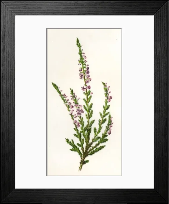 Framed Print : Plants / Calluna Vulgaris Framed Print : Plants / Calluna Vulgaris