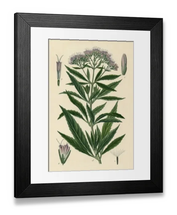 Framed Print : Eupatorium Cannabinum Framed Print : Eupatorium Cannabinum