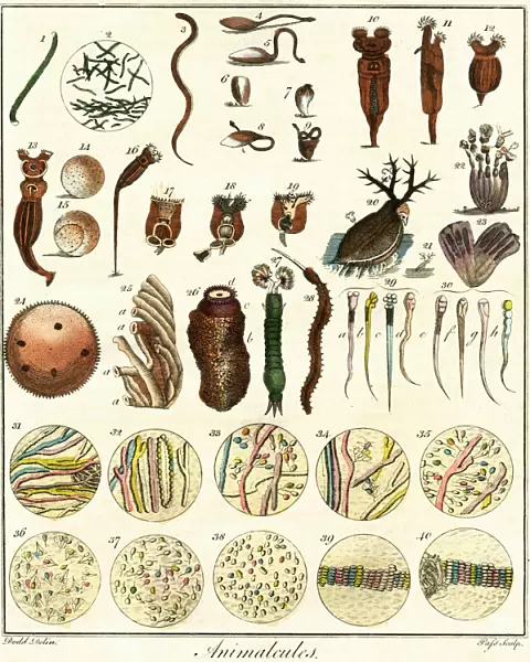 Microscopic Marine Life