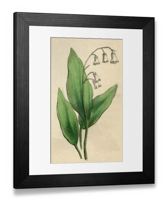 Framed Print : Convallaria Majalis Framed Print : Convallaria Majalis