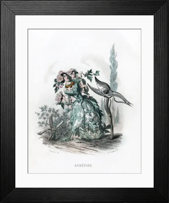 Framed Print : Hawthorn & Secateurs Framed Print : Hawthorn & Secateurs