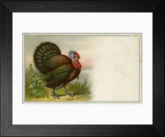 Framed Print : Birds / Turkeys C1890 Framed Print : Birds / Turkeys C1890