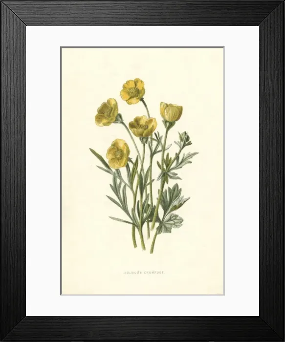 Framed Print : Ranunculus Bulbosus Framed Print : Ranunculus Bulbosus