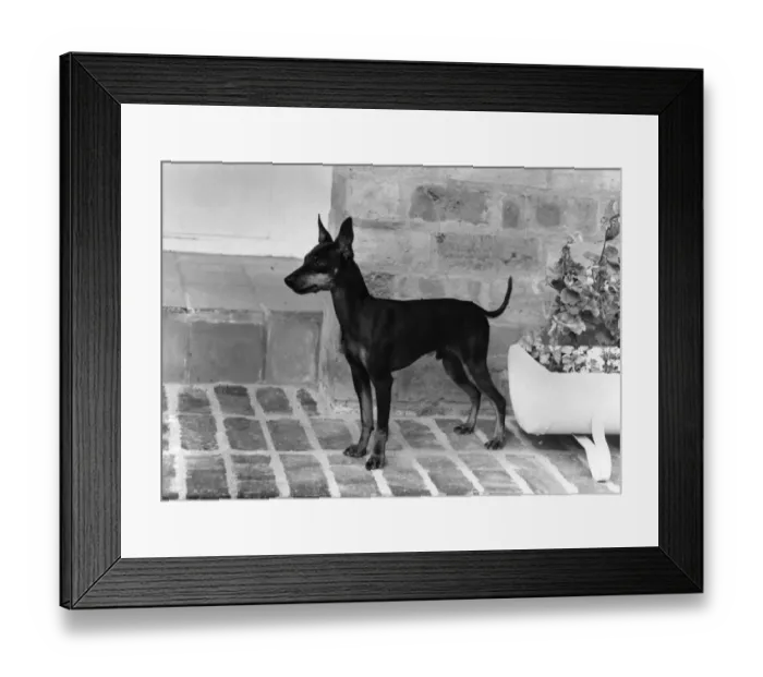 Framed Print : Fall / English Toy Terrier Framed Print : Fall / English Toy Terrier