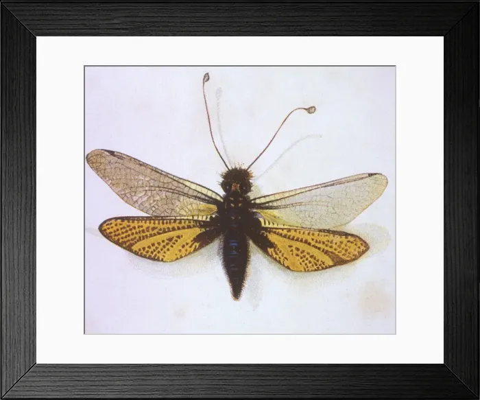 Framed Print : Brazilian Bee Framed Print : Brazilian Bee
