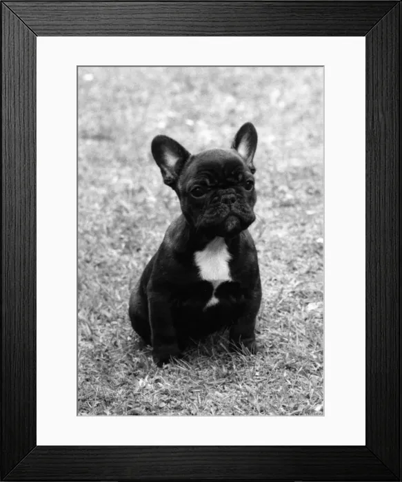 Framed Print : Fall / French Bulldog / Pup Framed Print : Fall / French Bulldog / Pup