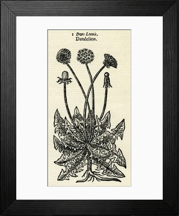 Framed Print : Taraxacum Officinale Framed Print : Taraxacum Officinale