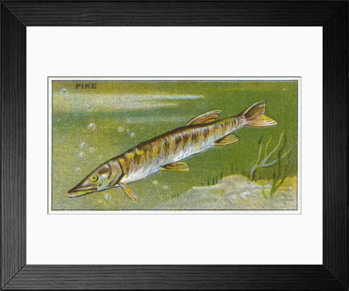 Framed Print : PIKE / MORRIS / 1928 Framed Print : PIKE / MORRIS / 1928