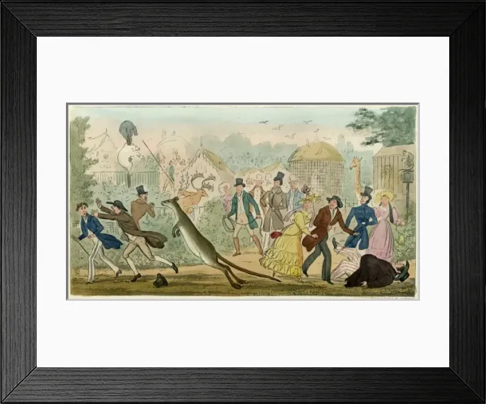 Framed Print : Escaped Kangaroo Framed Print : Escaped Kangaroo