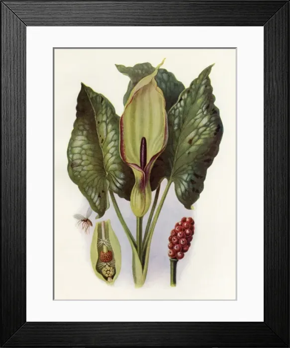Framed Print : Plants / Arum Maculatum Framed Print : Plants / Arum Maculatum