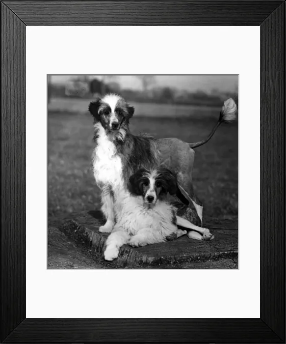 Framed Print : Fall / Water Dog / 1956 Framed Print : Fall / Water Dog / 1956